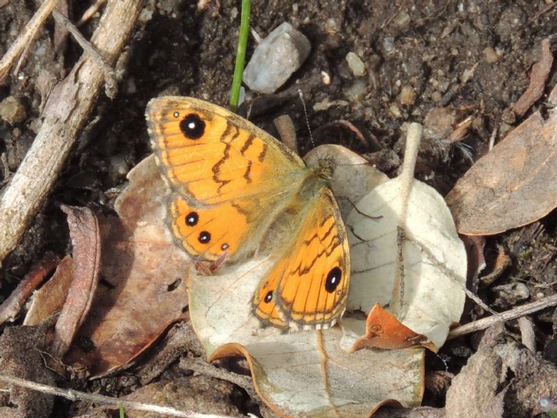 Da determinare - Lasiommata paramegaera