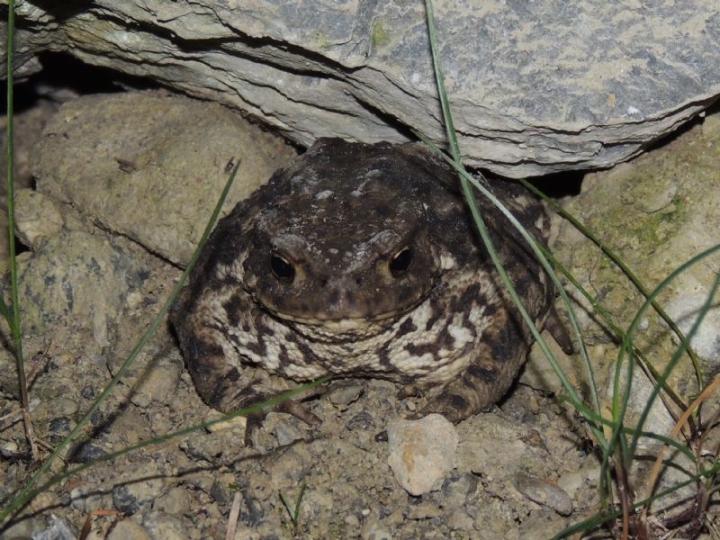 ID: Bufo bufo da Brs, Austria occ.