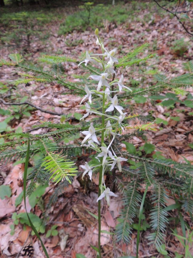 Platanthera bifolia (L.) Rich.