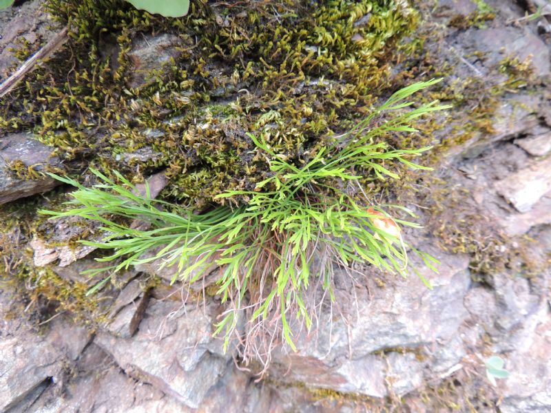 Asplenium septentrionale da Herberstein/Austria