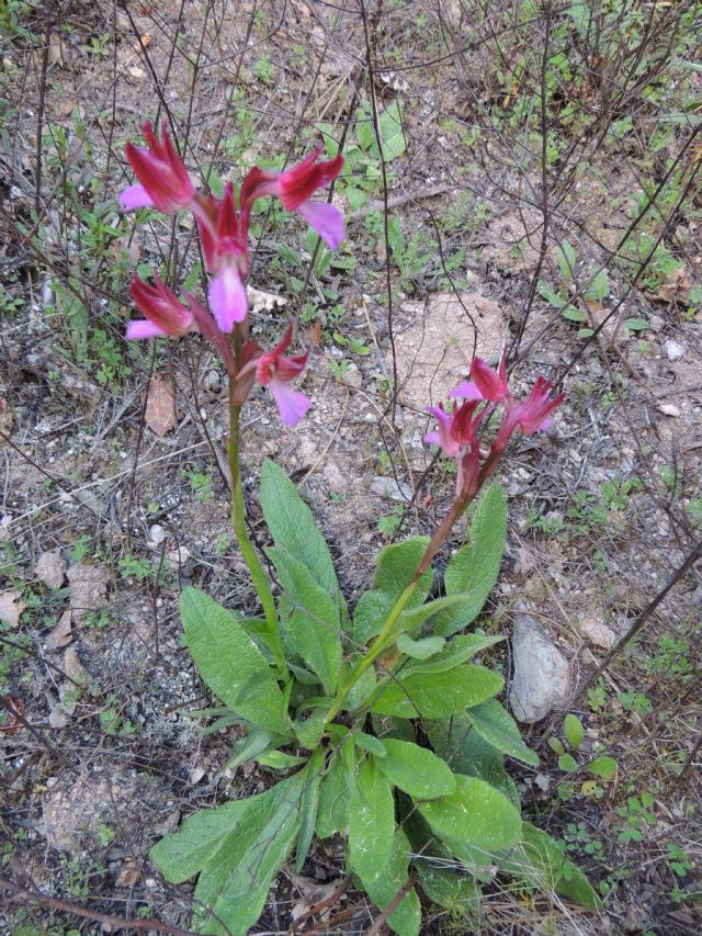 Orchidee da Corsica: Orchis papilionacea L. 1759