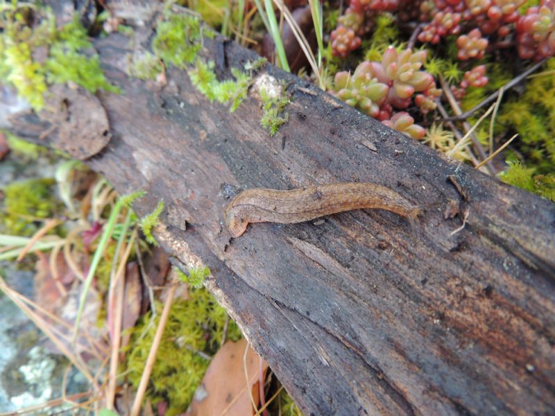 Testacella gestroi Issel, 1873