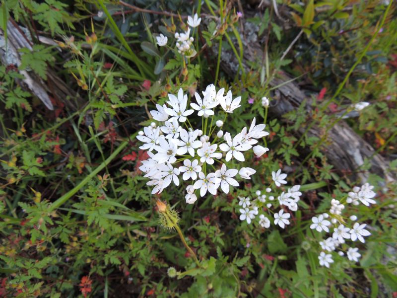 Corsica: Allium subhirsutum e Urospermum picroides