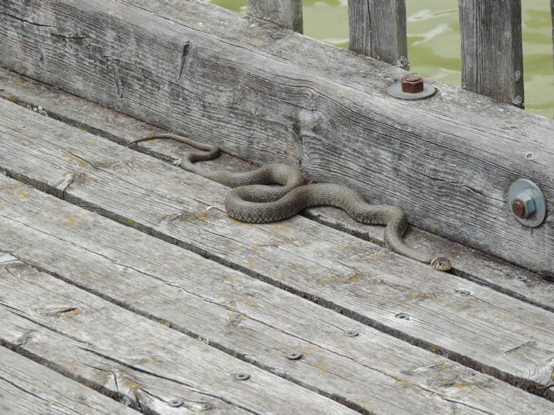 Natrix natrix da Auffem (Stiria/Austria)