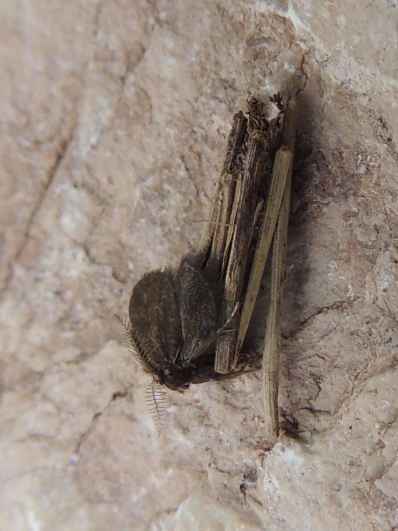 Epichnopteryx plumella (Denis & Schiffermller)