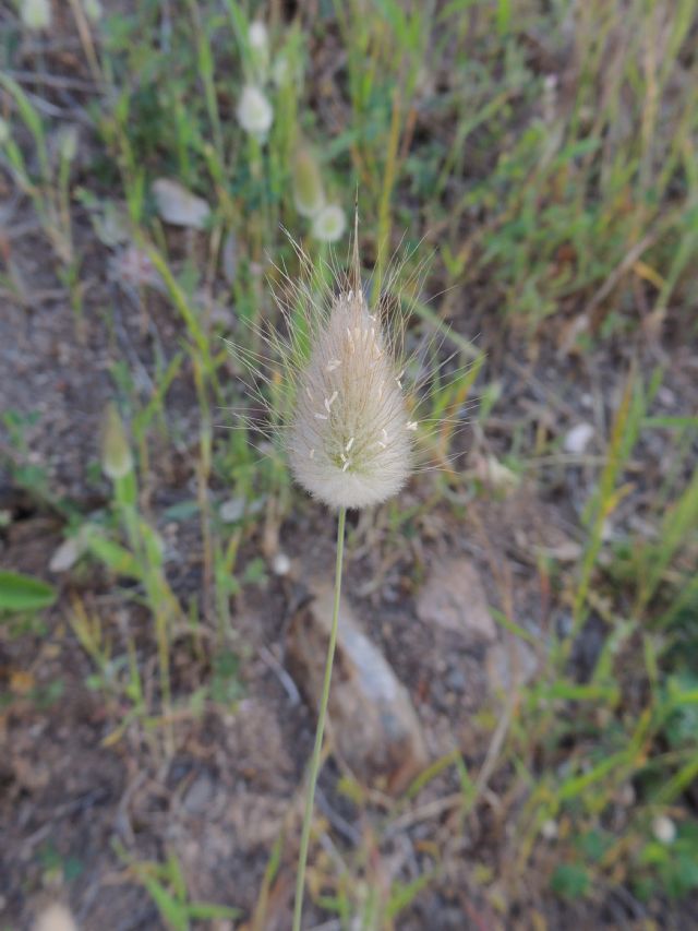 Corsica -  Lagurus ovatus