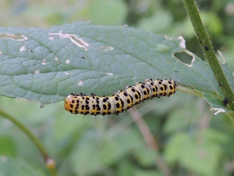 Larva di sinfite da ID