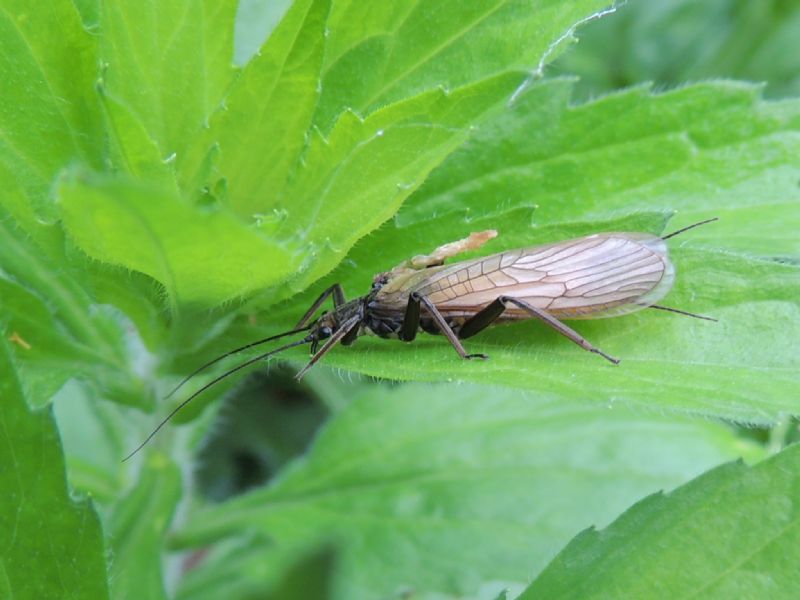 Probabile Perlidae - fiume Feistritz (Stiria)