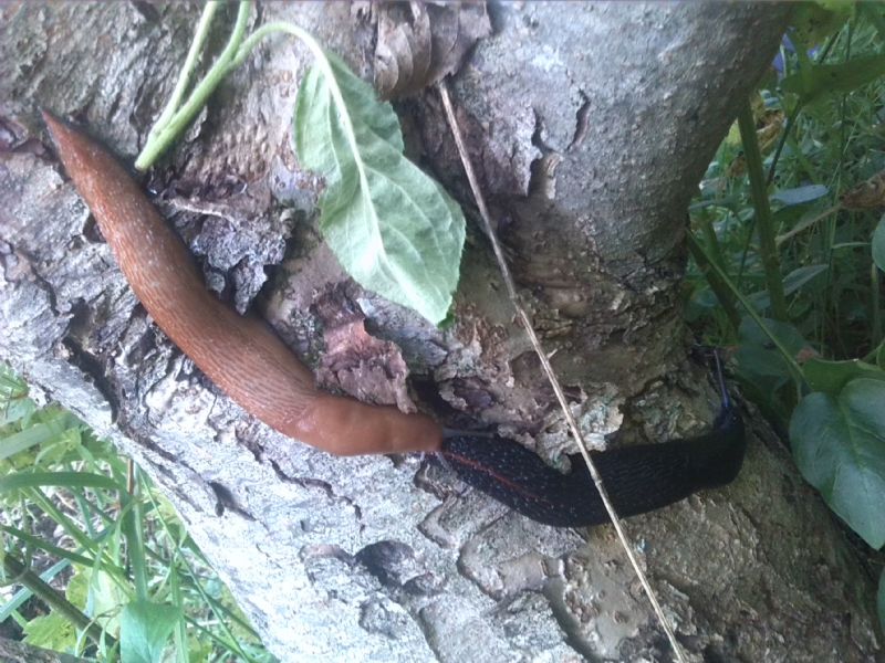 Limax dal corsicus-gruppo dal Cilento (SA)