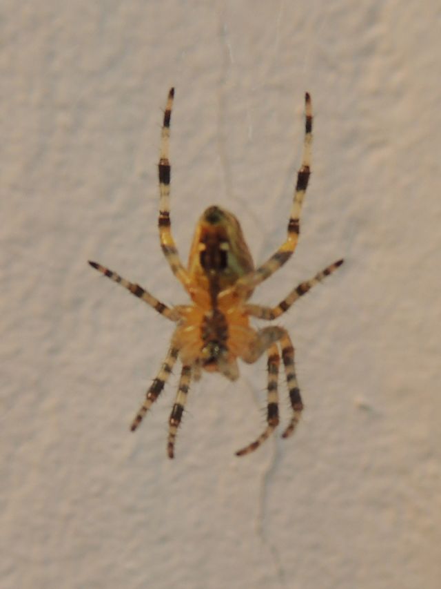 Araneus diadematus - Brettental, Foresta Nera (Badia)