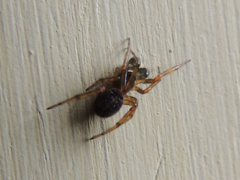 Steatoda bipunctata - Chteau de Carrouges (Basse Normandie)