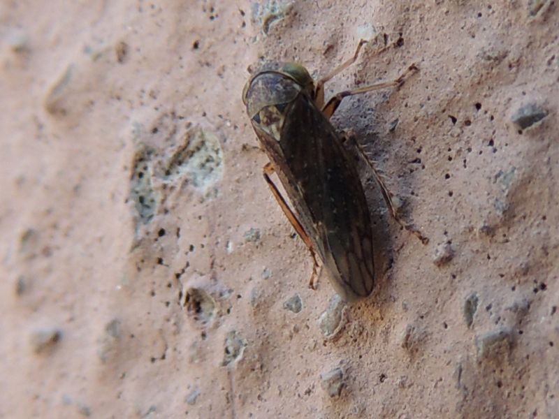 Acericerus sp.  (Cicadellidae)