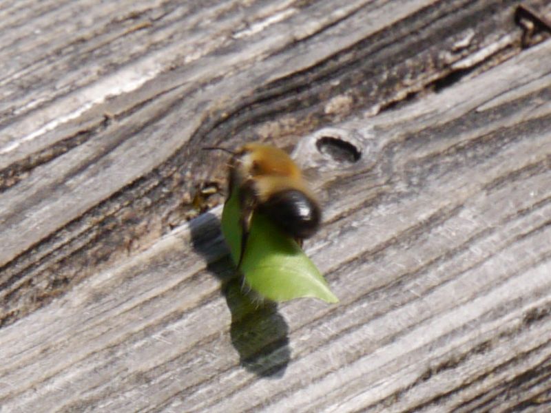 ID: Megachile come tappezziera (cf. Megachile nigriventris)