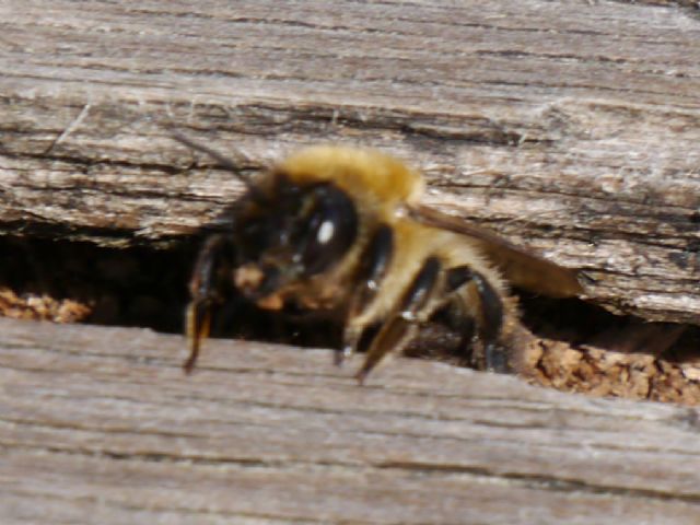 ID: Megachile come tappezziera (cf. Megachile nigriventris)