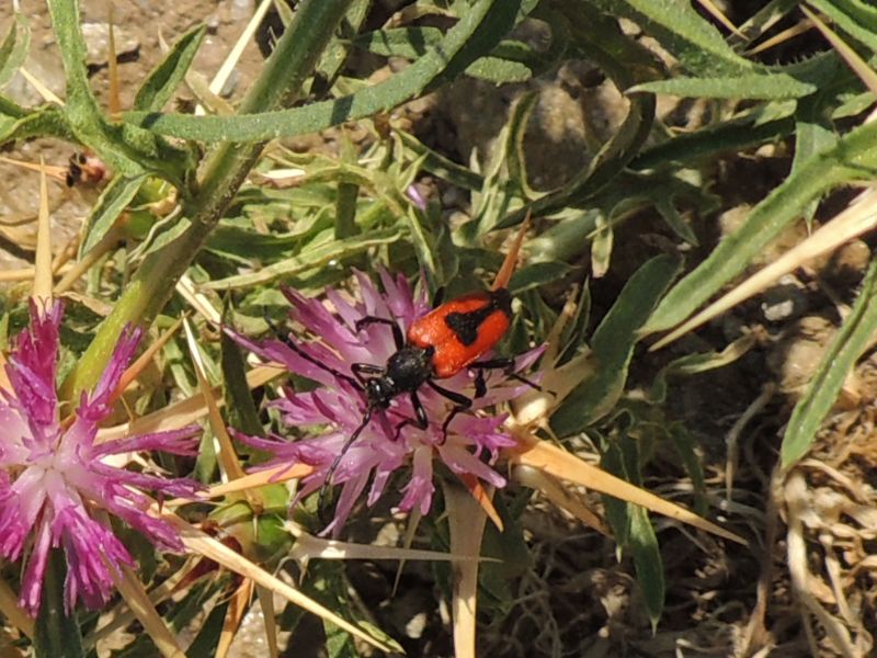 Stictoleptura cordigera  (Cerambycidae)