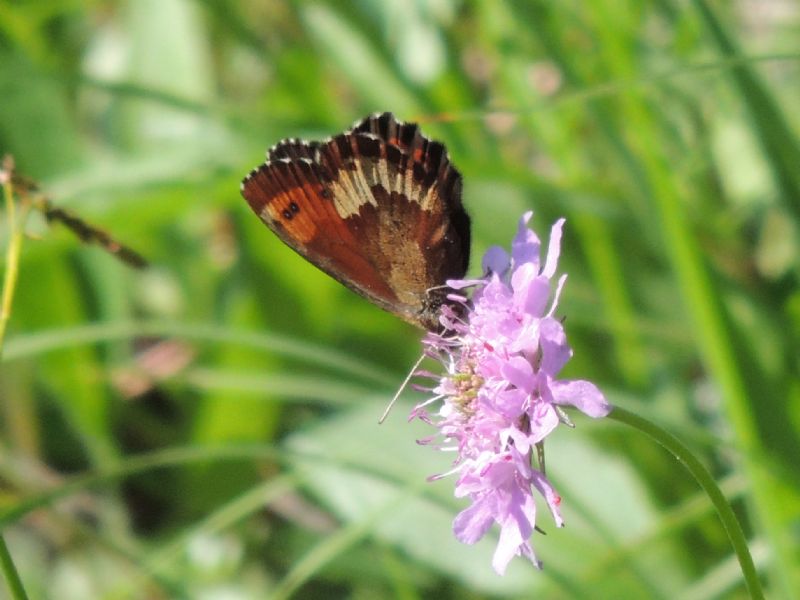 Erebia euryale ?