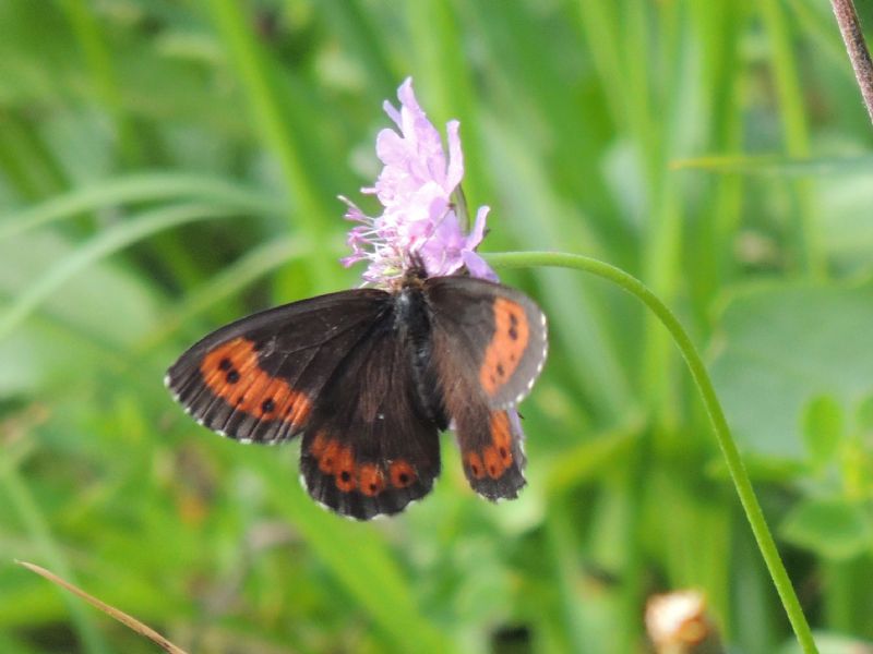 Erebia euryale ?