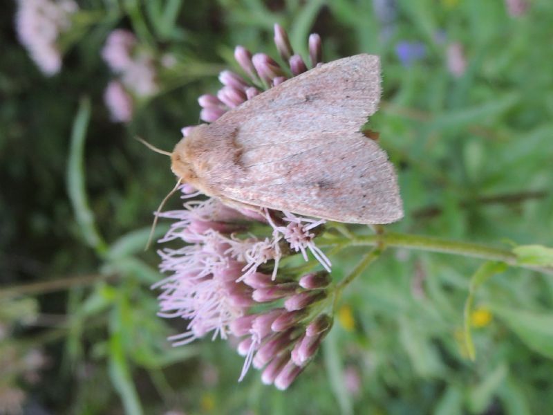 ID Slovenia: Mythimna ferrago Fabricius 1787