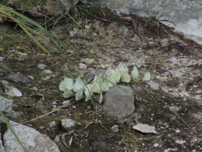 Pieris