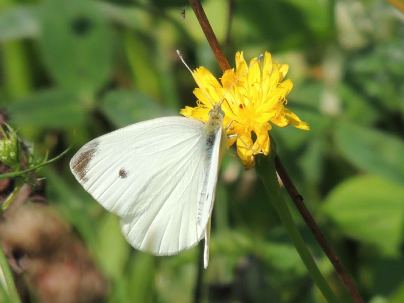 Pieris