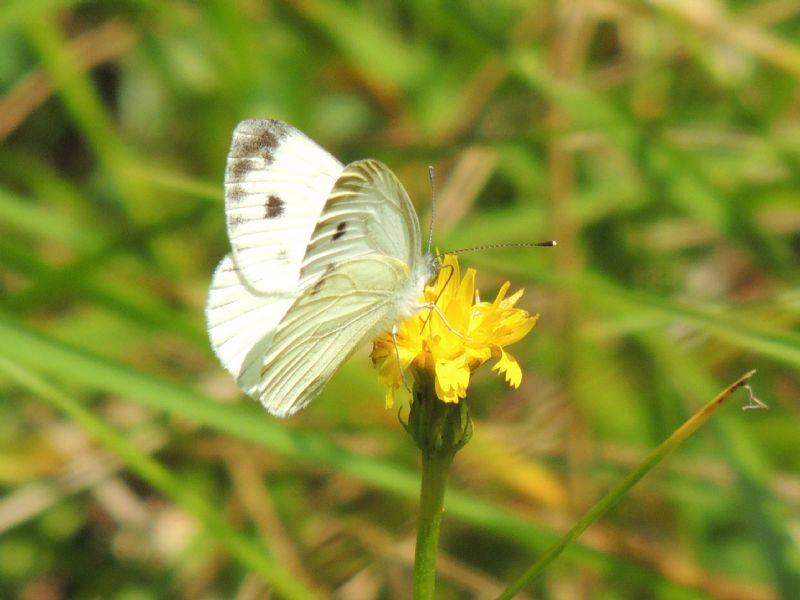 Pieris