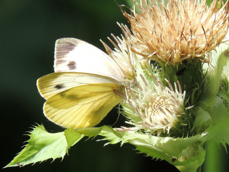 Pieris