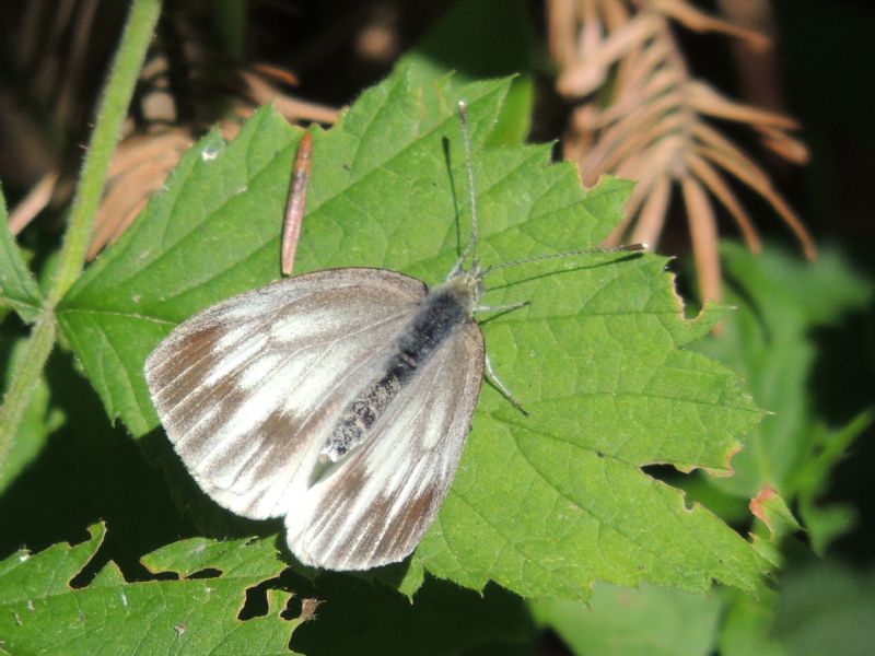 Pieris