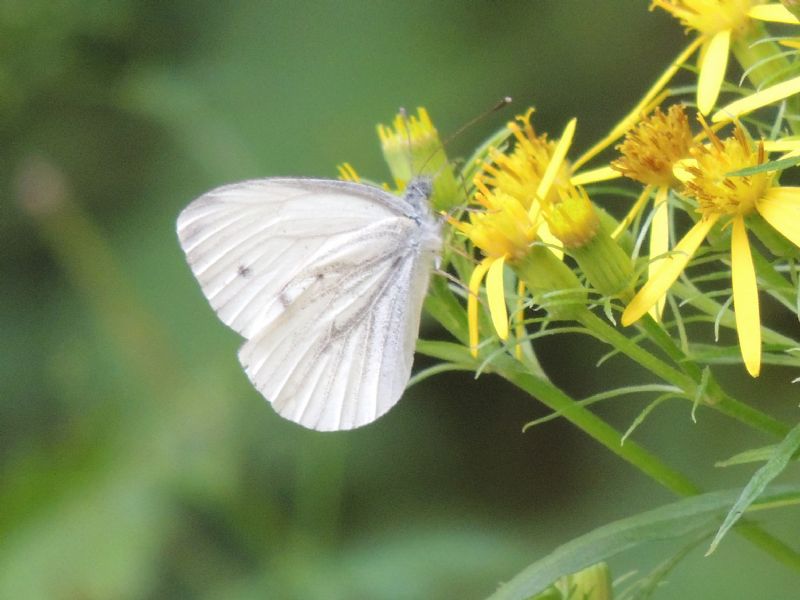 Pieris