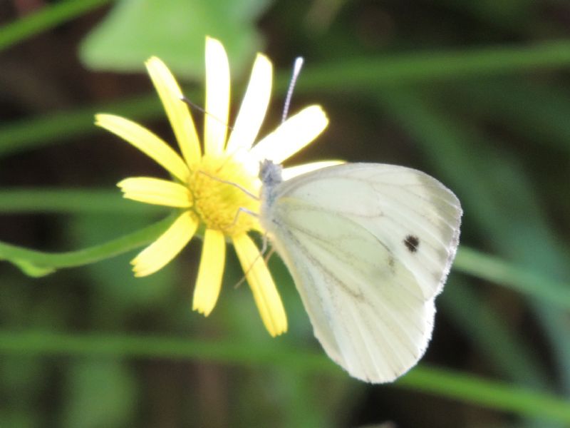 Pieris