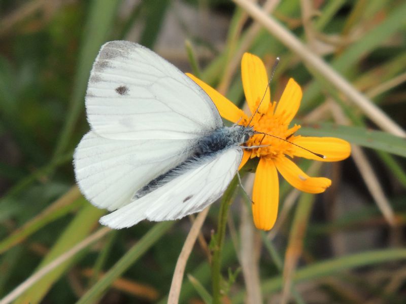 Pieris