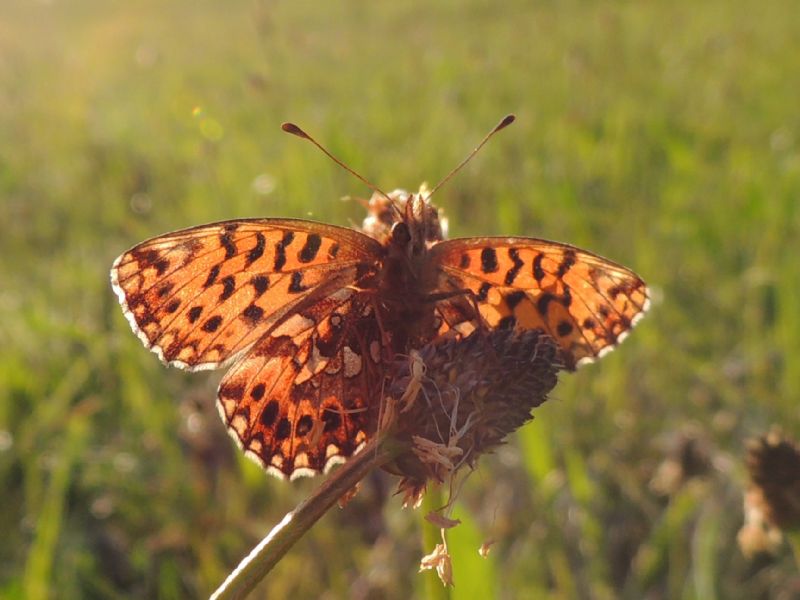 Boloria titania? No, Boloria dia, Nymphalidae