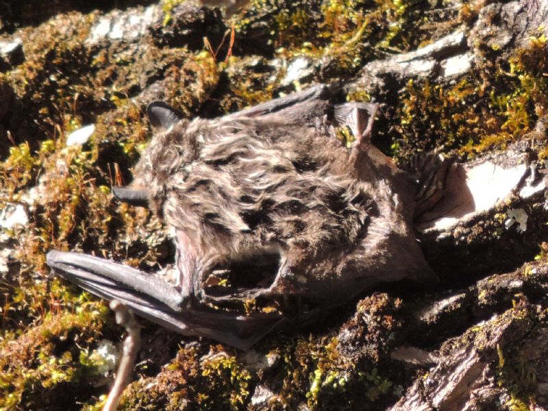 Pipistrello della Bavaria