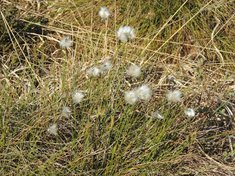 Eriophorum vaginatum della Bavaria