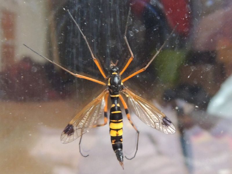 Ctenophora da Buers (Austria ovest) - Tipulidae