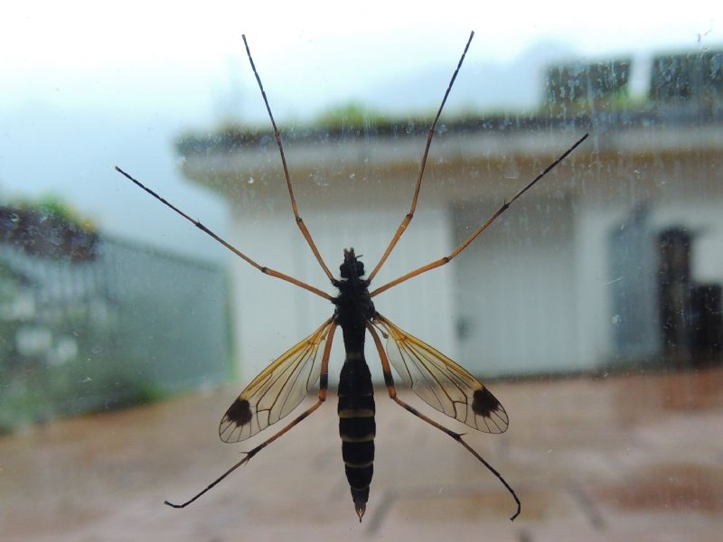 Ctenophora da Buers (Austria ovest) - Tipulidae