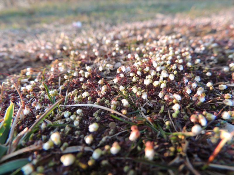 Erophila verna s.l. da Garching/Bavaria