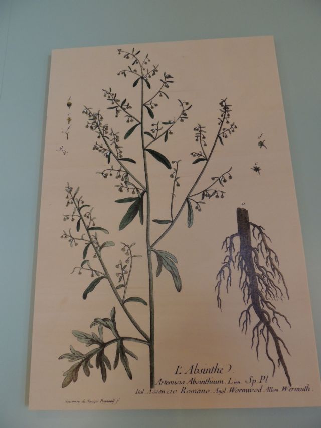 Artemisia absinthium?