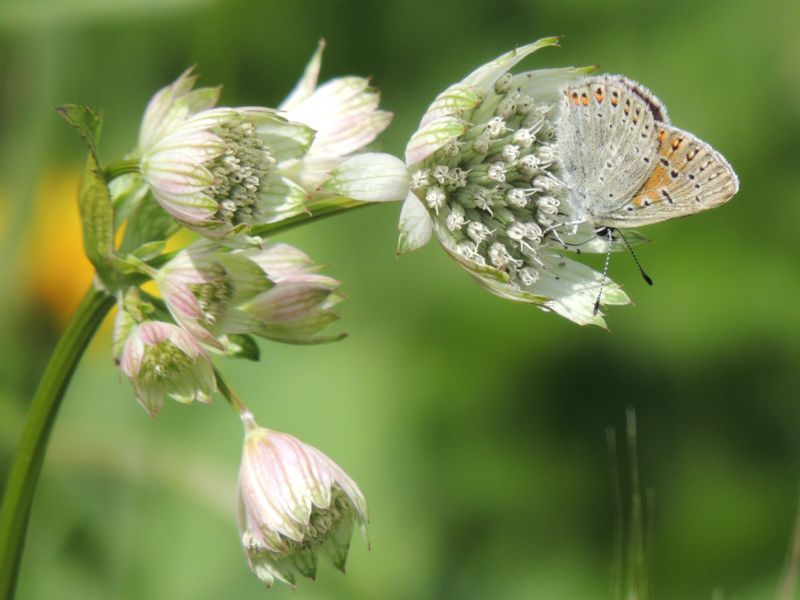 Lycaena alciphron Rottenburg su Astrantia major