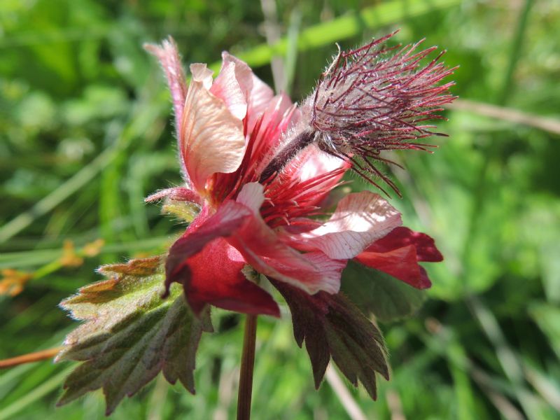 Potentilla palustris