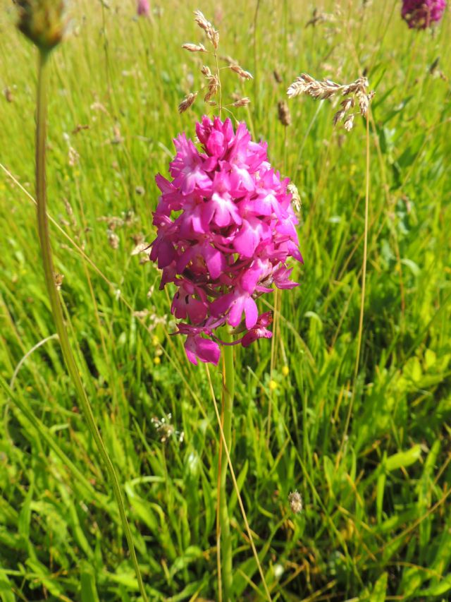 Nuits-Saint-Georges in Francia (Beaune) - Anacamptis pyramidalis