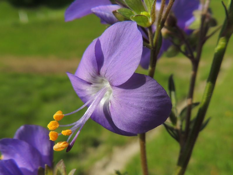 Polemonium caeruleum: Svizzera - Val de Travers (NE)