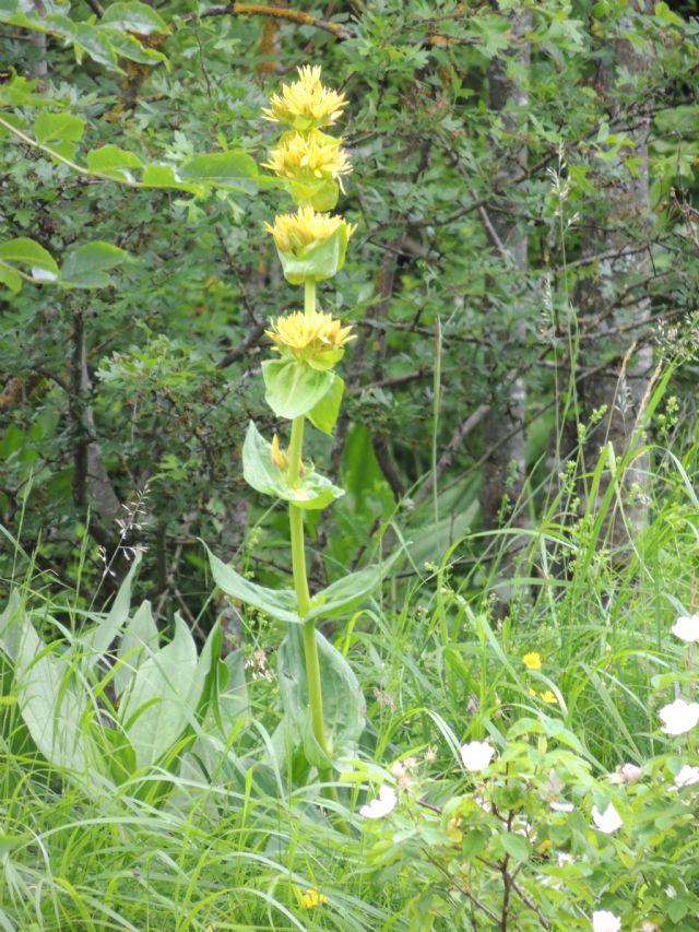 Gentiana lutea - Val de Travers (Francia)