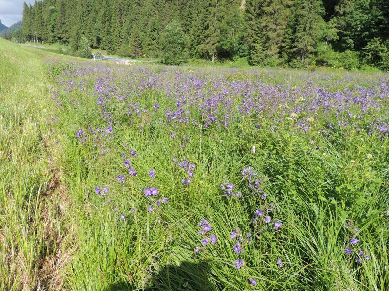 Polemonium caeruleum: Svizzera - Val de Travers (NE)