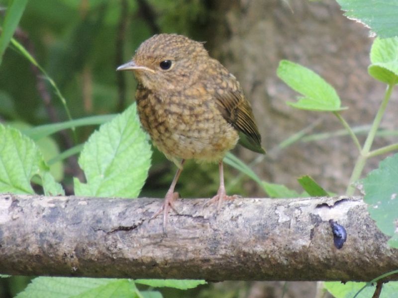 ID: Germania - Bavaria - Paterzell:  Erithacus rubecula