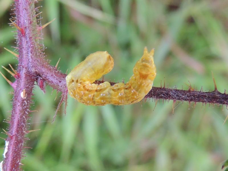 ID: Bruco di Thyatira batis, Drepanidae