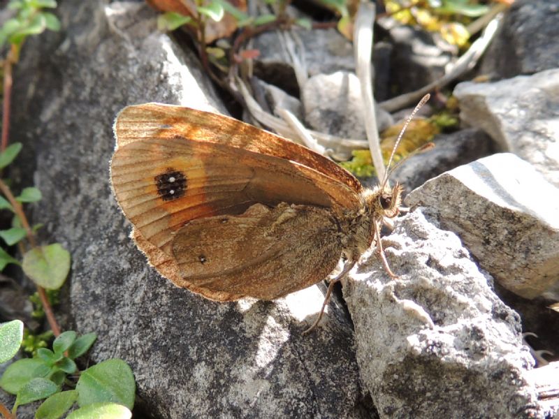 ID: Erebia pronoe (?)