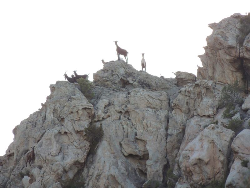 Zona vulcanica - tafoni Sardegna & Korsika