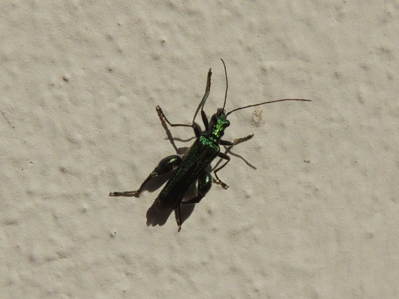 Haute Corse - Oedemera nobilis, maschio