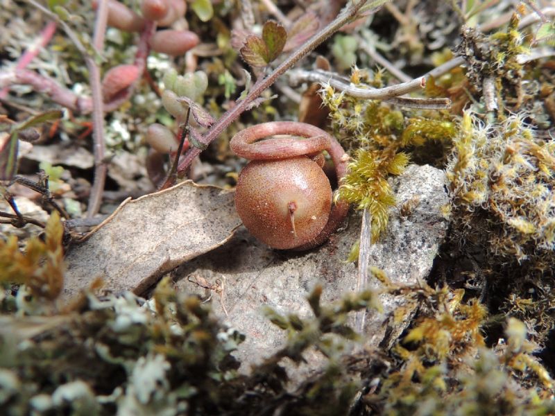 (Haute Corse) Cyclamen repandum in frutto