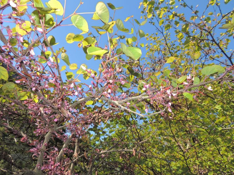 Albero strano in Tartagine (Haute Corse): Cercis siliquastrum